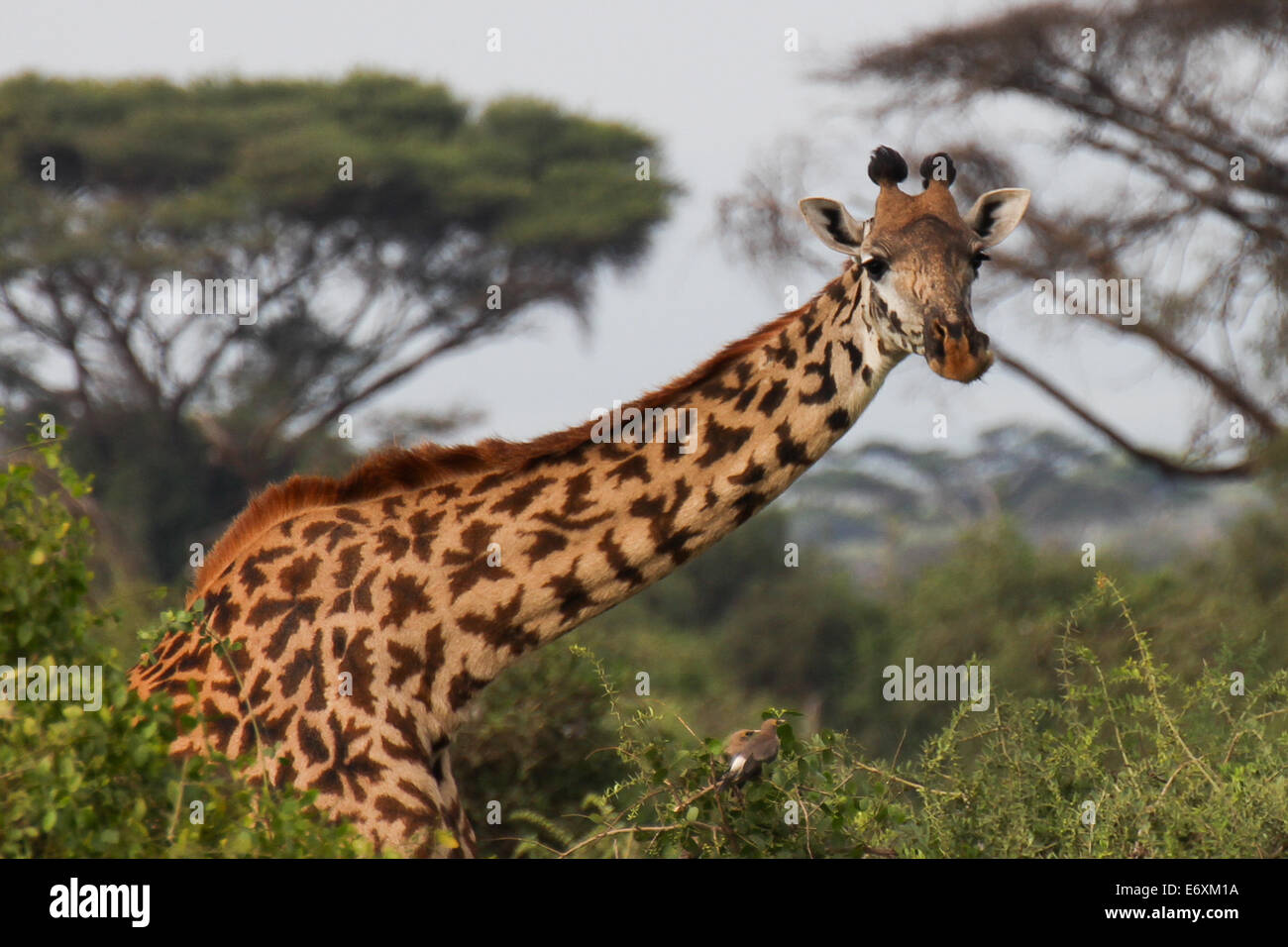 Starren Giraffe. Stockfoto