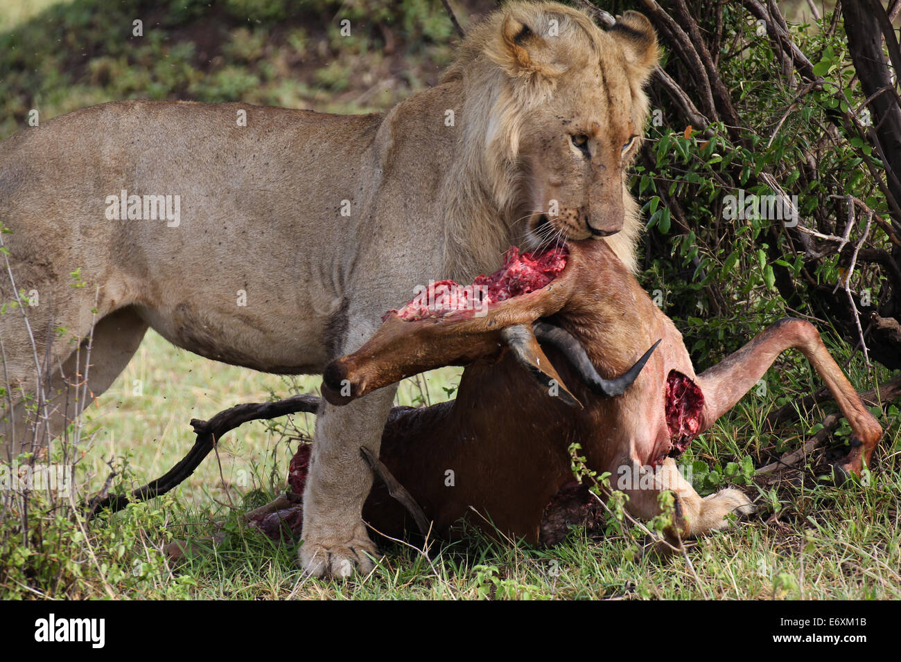 Löwe mit seiner Beute. Stockfoto