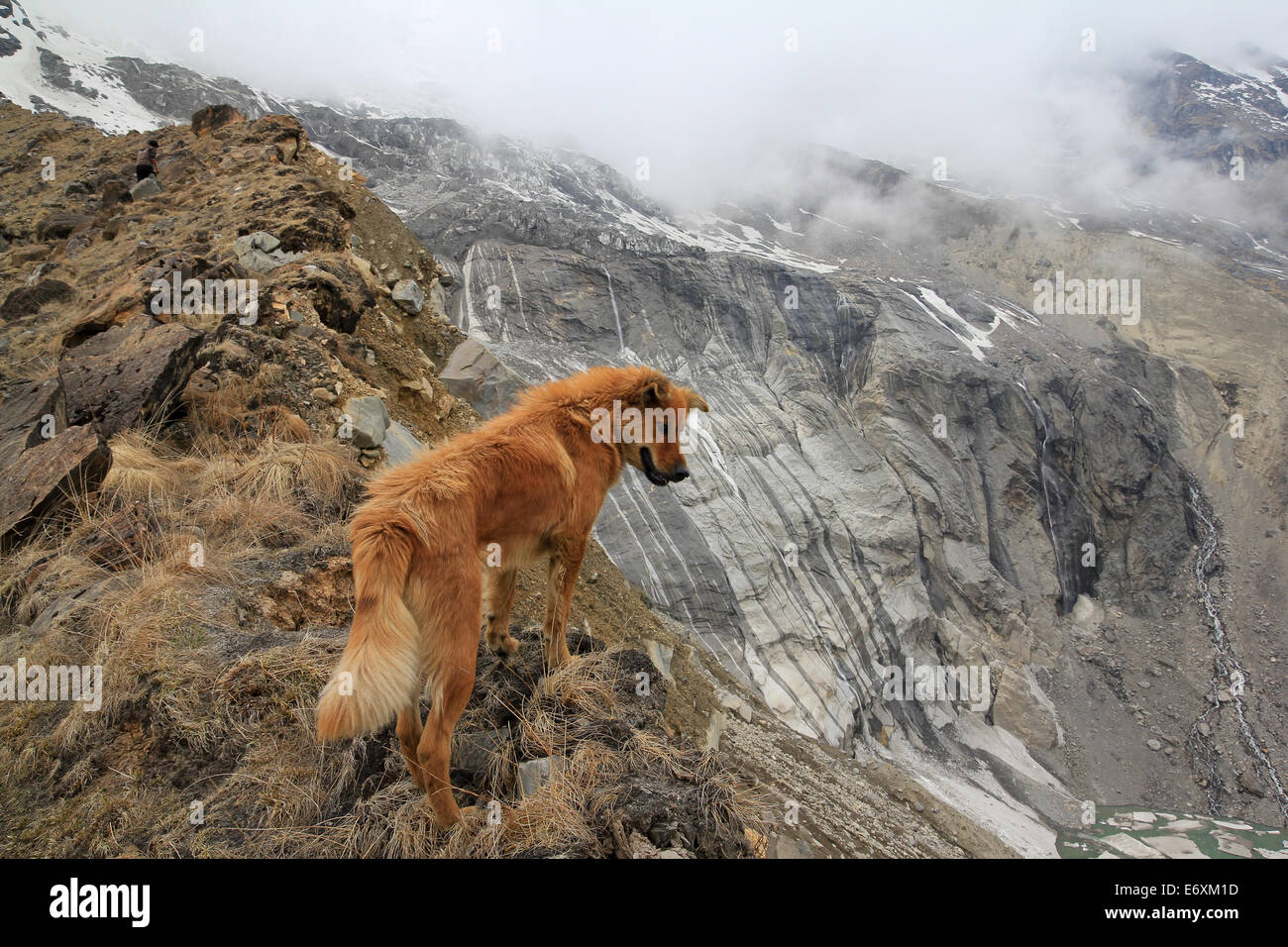 Einsamer Hund sieht über den Grat im Himalaya. Stockfoto