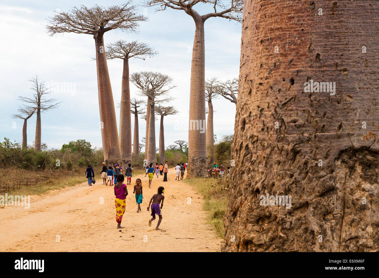 Baobab-Allee in der Nähe von Morondava, Affenbrotbäume Grandidieri, West Madagaskar, Afrika Stockfoto