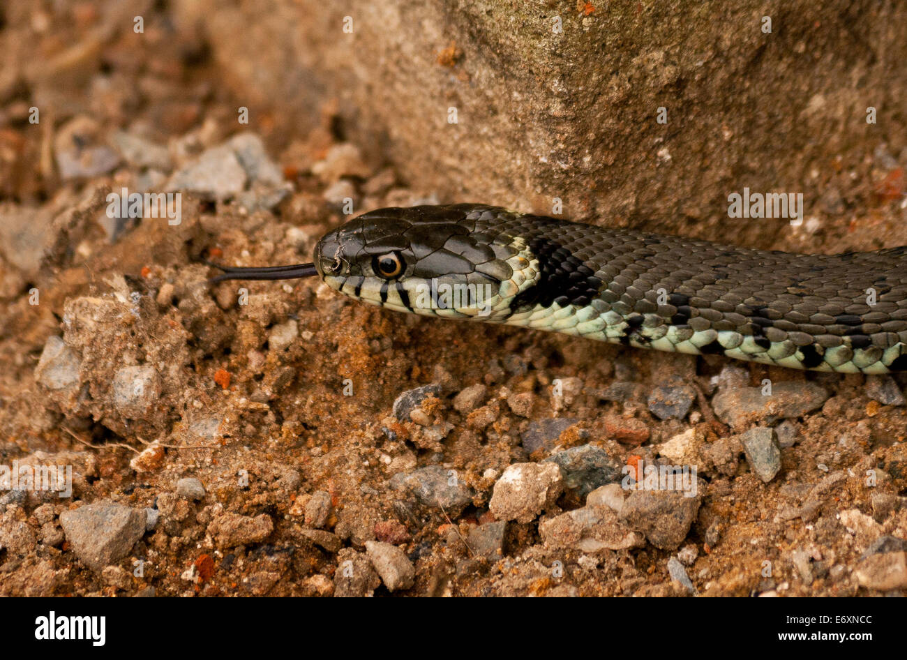 Eine britische Ringelnatter, Nahaufnahme von seinem Kopf und Zunge heraus auf sandigen Schotterboden, ist eine eurasische nicht giftige Schlange. Stockfoto