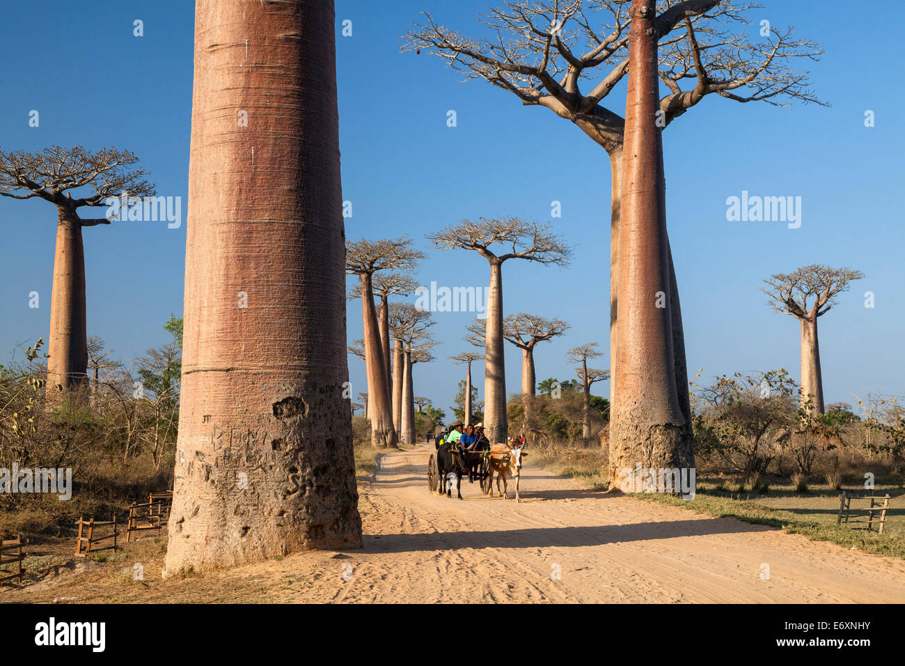 Ochsenkarren in einem Baobab-Allee in der Nähe von Morondava, Affenbrotbäume Grandidieri, Madagaskar, Afrika Stockfoto