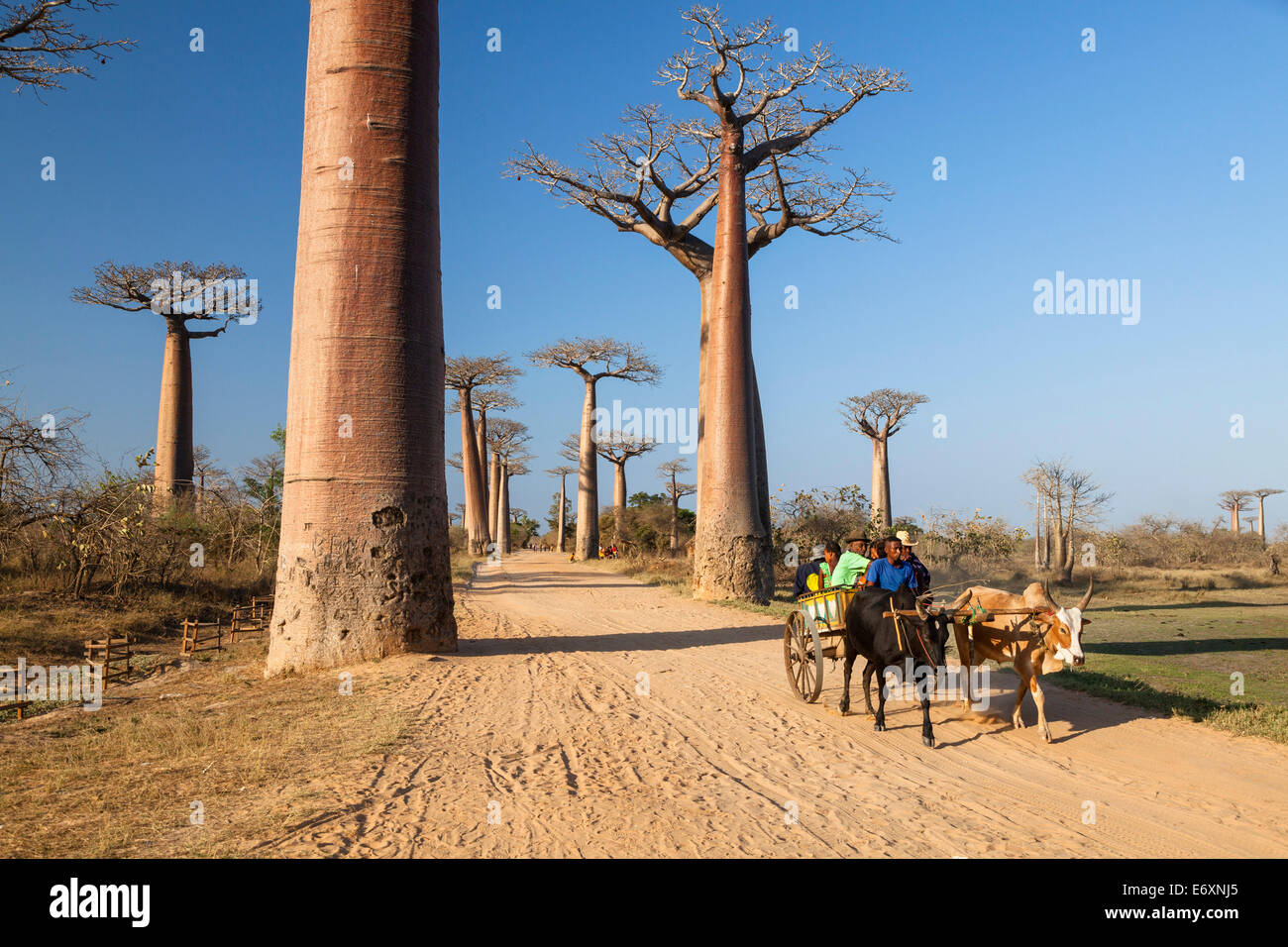 Ochsenkarren in Baobab-Allee in der Nähe von Morondava, Affenbrotbäume Grandidieri, Madagaskar, Afrika Stockfoto