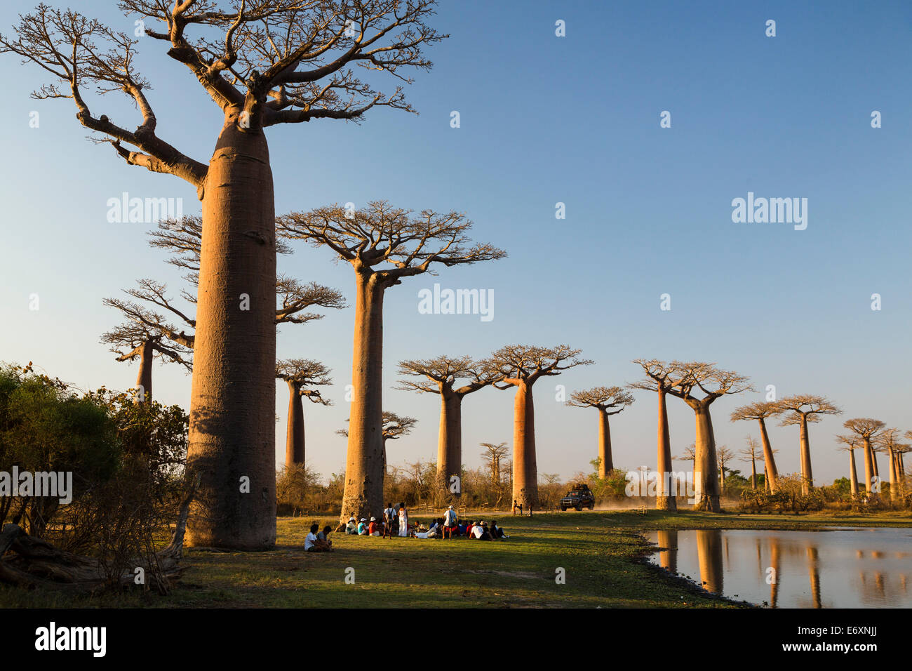 Baobab in der Nähe von Morondava, Affenbrotbäume Grandidieri, Madagaskar Stockfoto