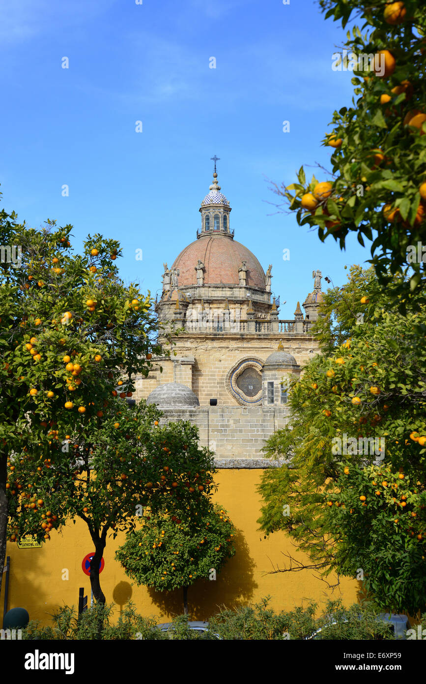 Kathedrale von Jerez De La Frontera durch Orangenbäume, Königreich Spanien, Andalusien, Provinz Cádiz, Jerez De La Frontera Stockfoto