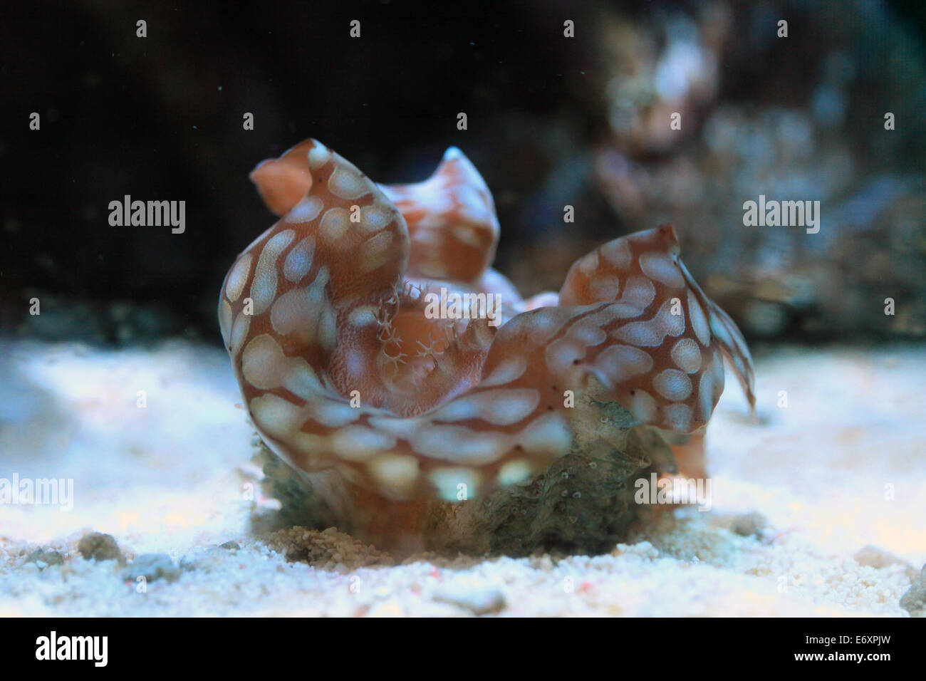 Squamosa Clam Stockfoto