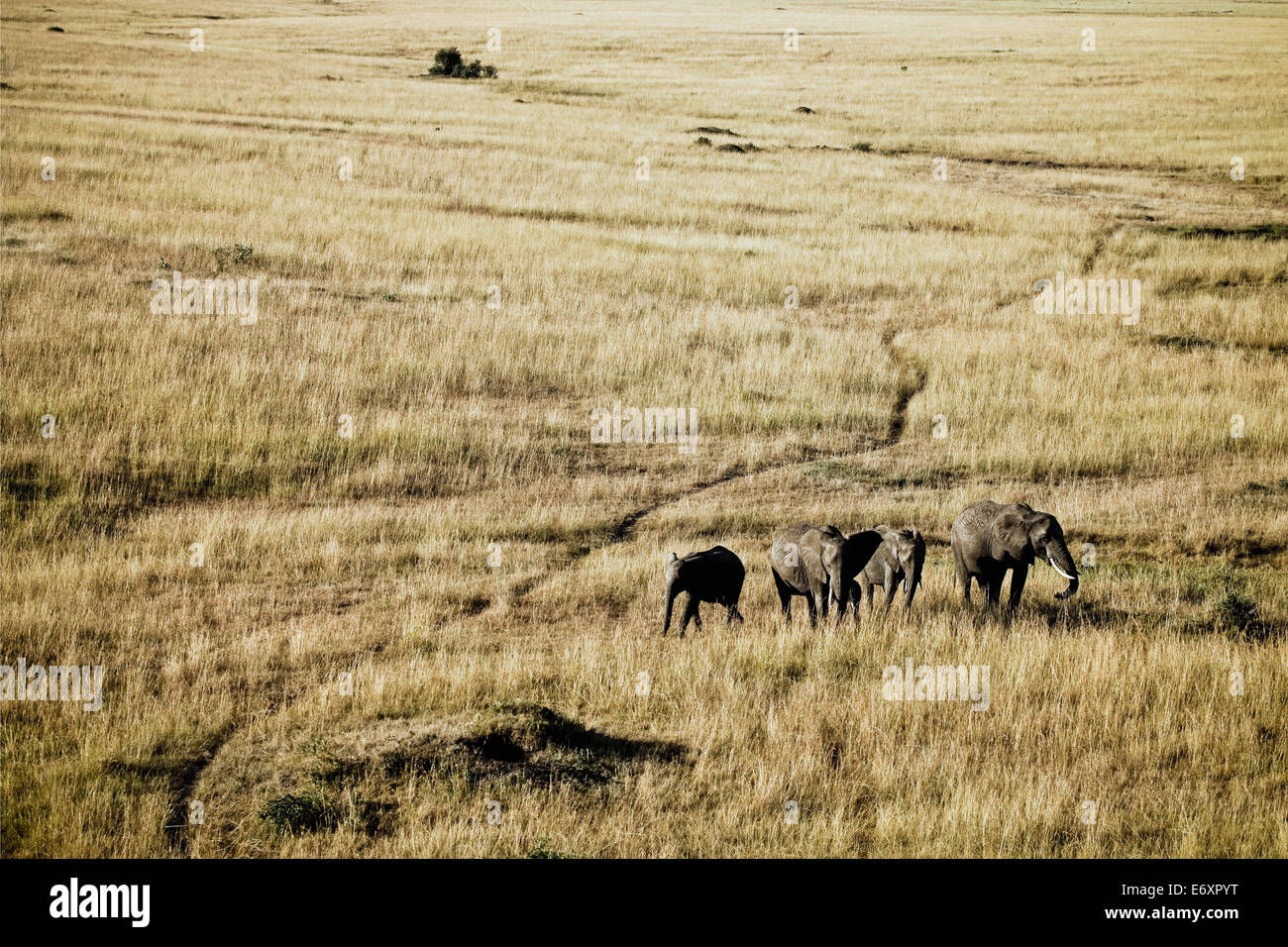 Eine Gruppe von Elefanten in die Masai Mara, Kenia, Afrika Stockfoto