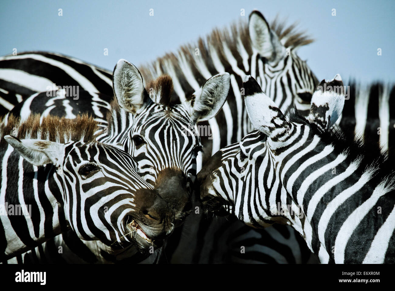 Zebras in Ost-Afrika, Afrika Stockfoto