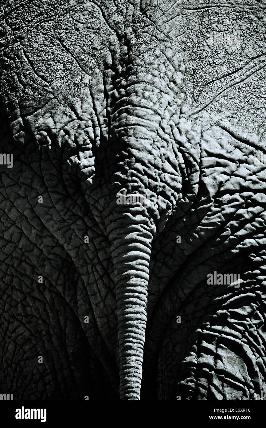 Rückansicht des Elefanten, Kenia, Afrika Stockfoto