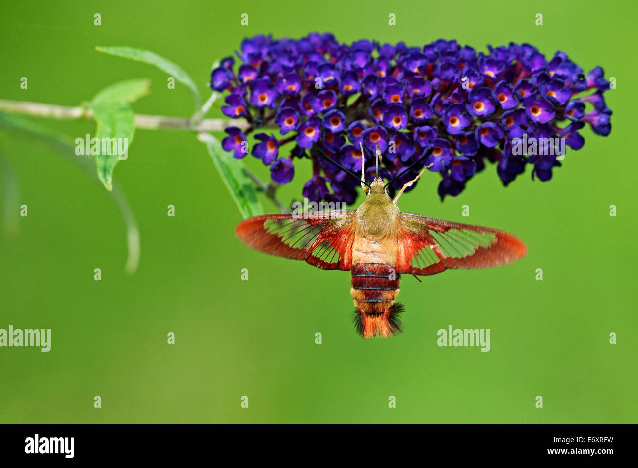 Kolibri Motte Nectaring auf Schmetterlingsstrauch Stockfoto