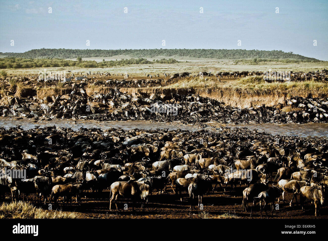 Eine Herde von Gnus, die Überquerung des Mara-Flusses in der Masai Mara, Kenia, Afrika Stockfoto