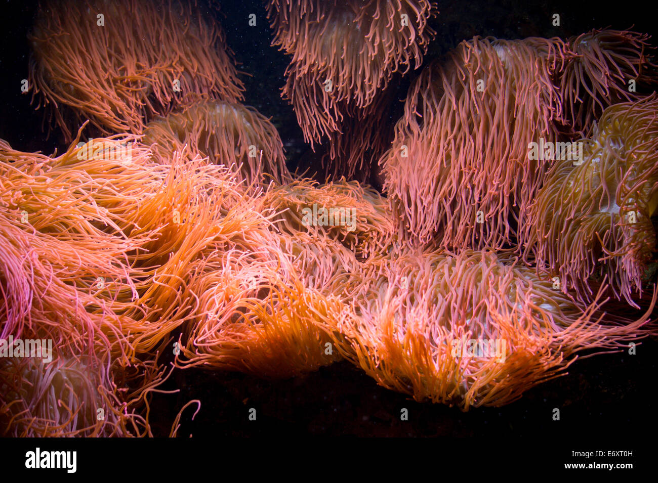 Seeanemonen im Aquarium des Berliner Zoos Stockfoto