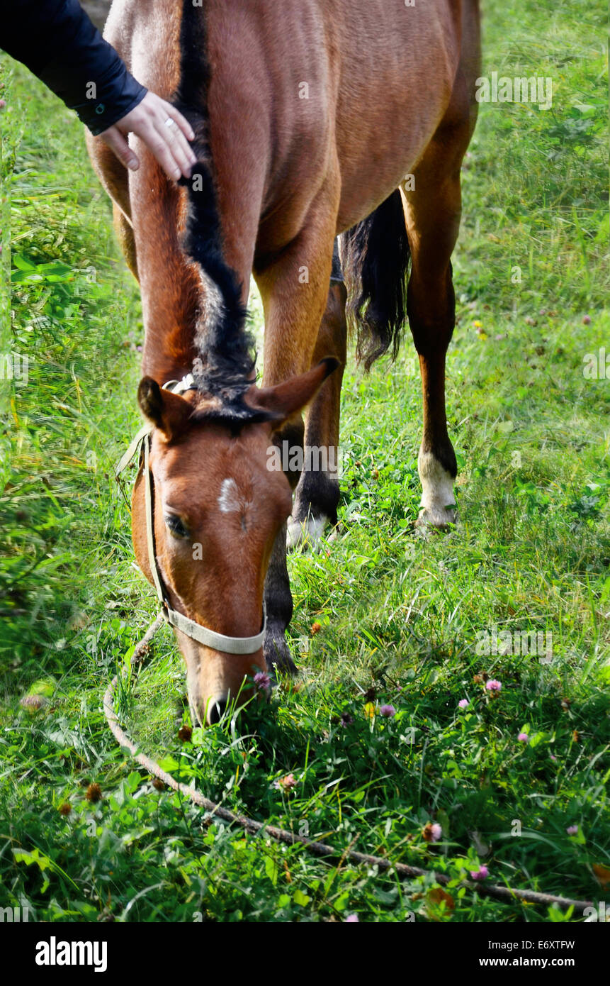 Die menschliche Hand ist ein rotes Pferd grasen auf dem grünen Rasen streicheln. Stockfoto