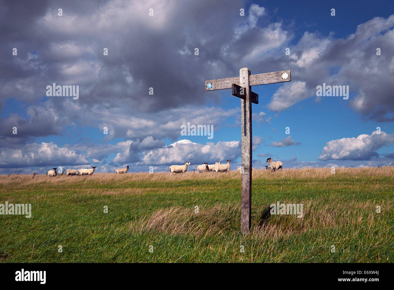 Schafe und Finger-Post unterzeichnen auf der South Downs Way in der Nähe von Bostal Hill.  Touristenort, Sussex, England. Stockfoto