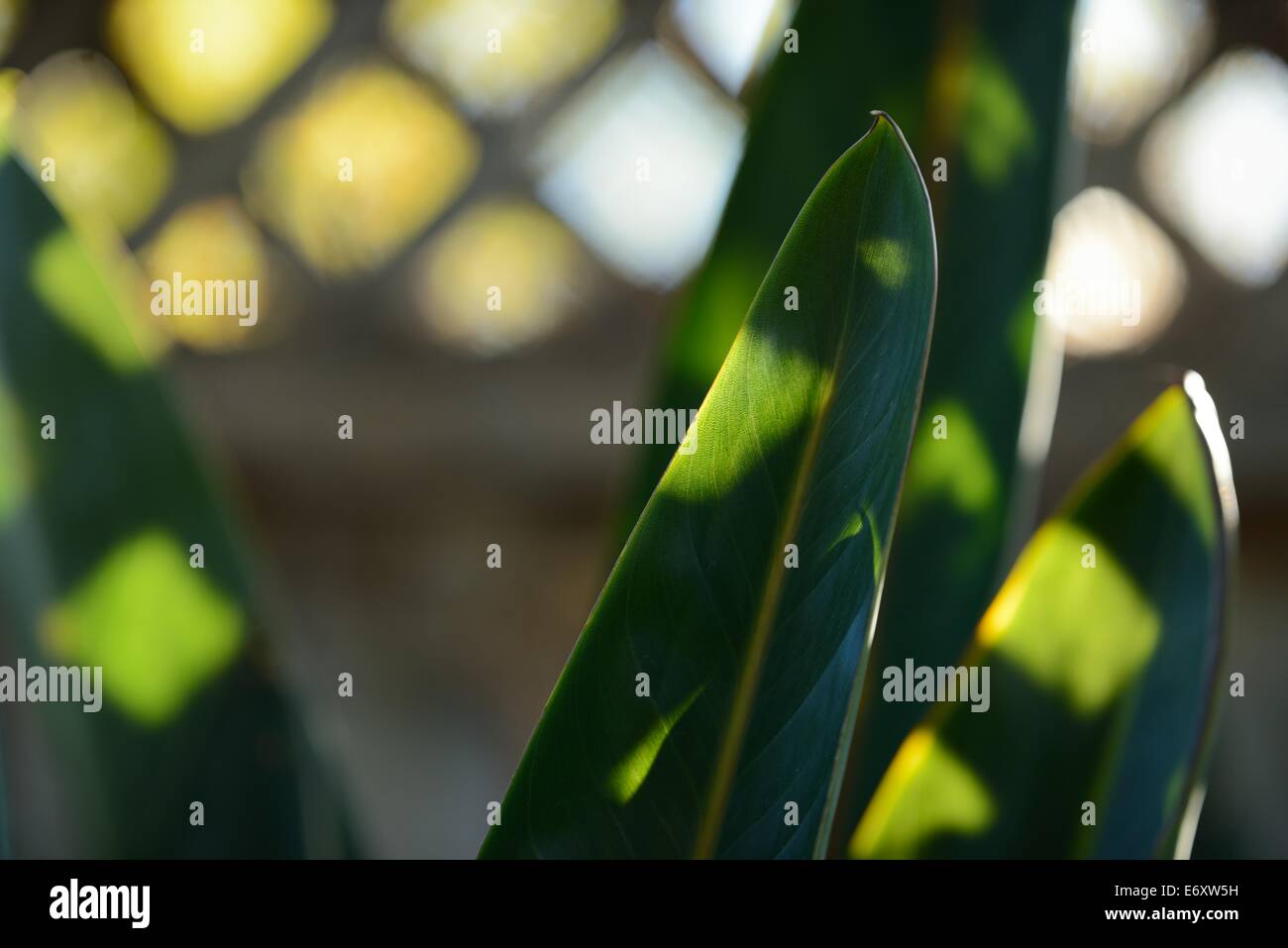 Die grünen Blätter des Paradiesvogels (Strelitzia reginae), San Jose CA Stockfoto