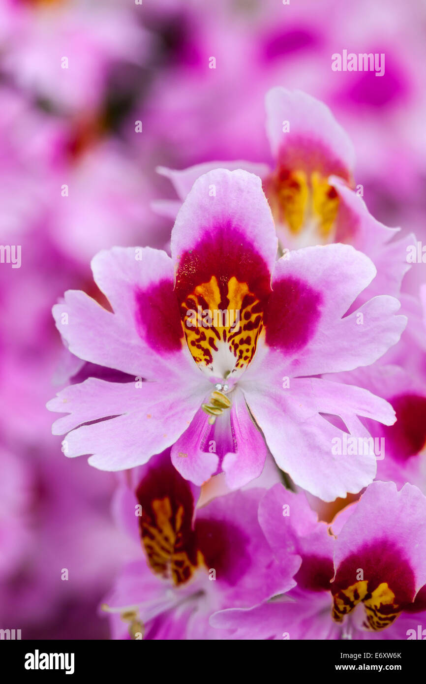 Schmetterling von bunten Blumen Blüte (Rachenblütler) Stockfoto