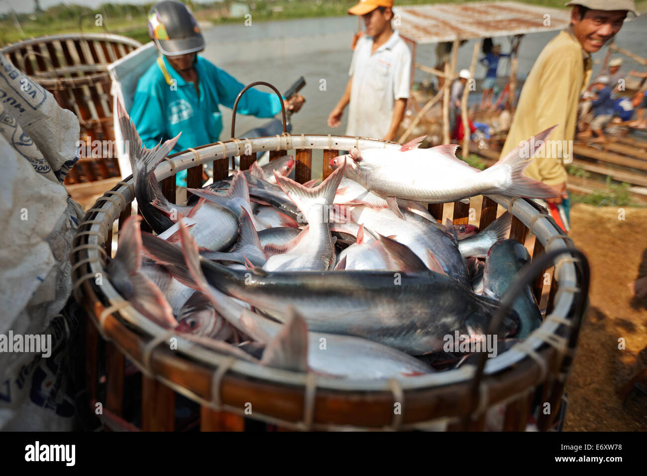 Irisierende Hai Zucht am Fluss Mekong, in der Nähe von Long Xuyen, An Giang Provinz, Vietnam Stockfoto