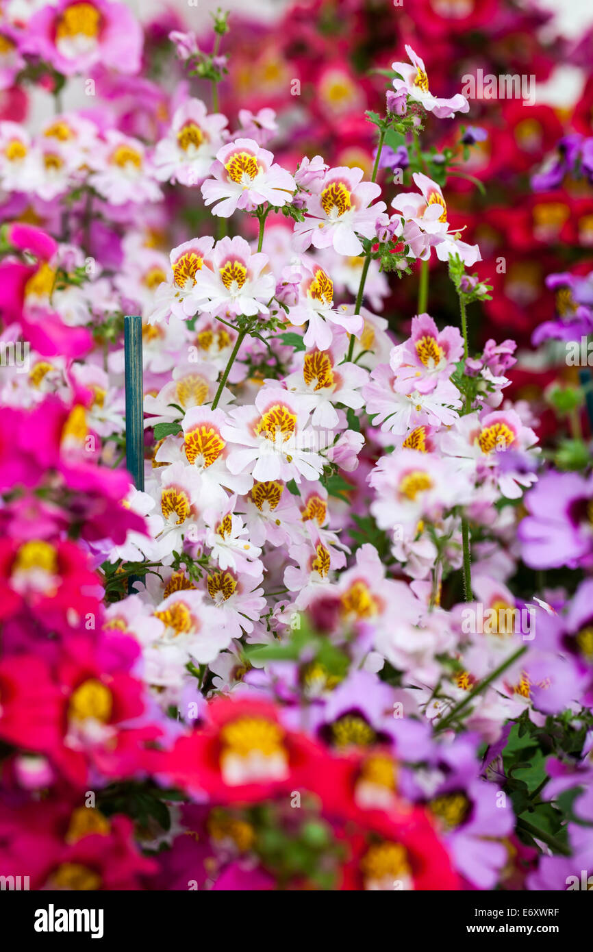 Schmetterling von bunten Blumen Blüte (Rachenblütler) Stockfoto