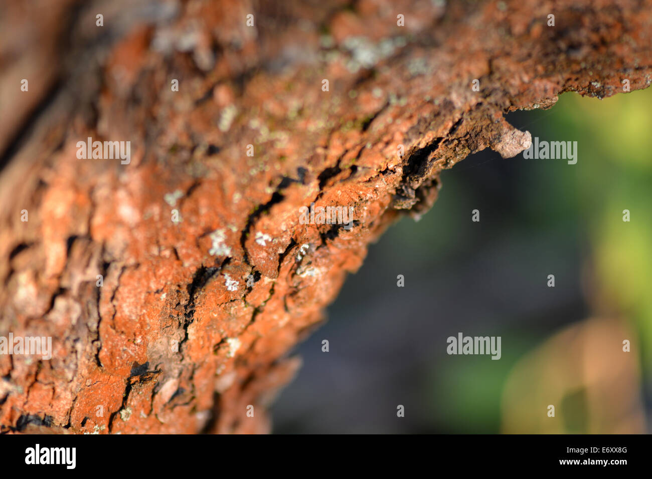 Alte Holz Baum Textur Hintergrundmuster, selektiven Fokus Stockfoto