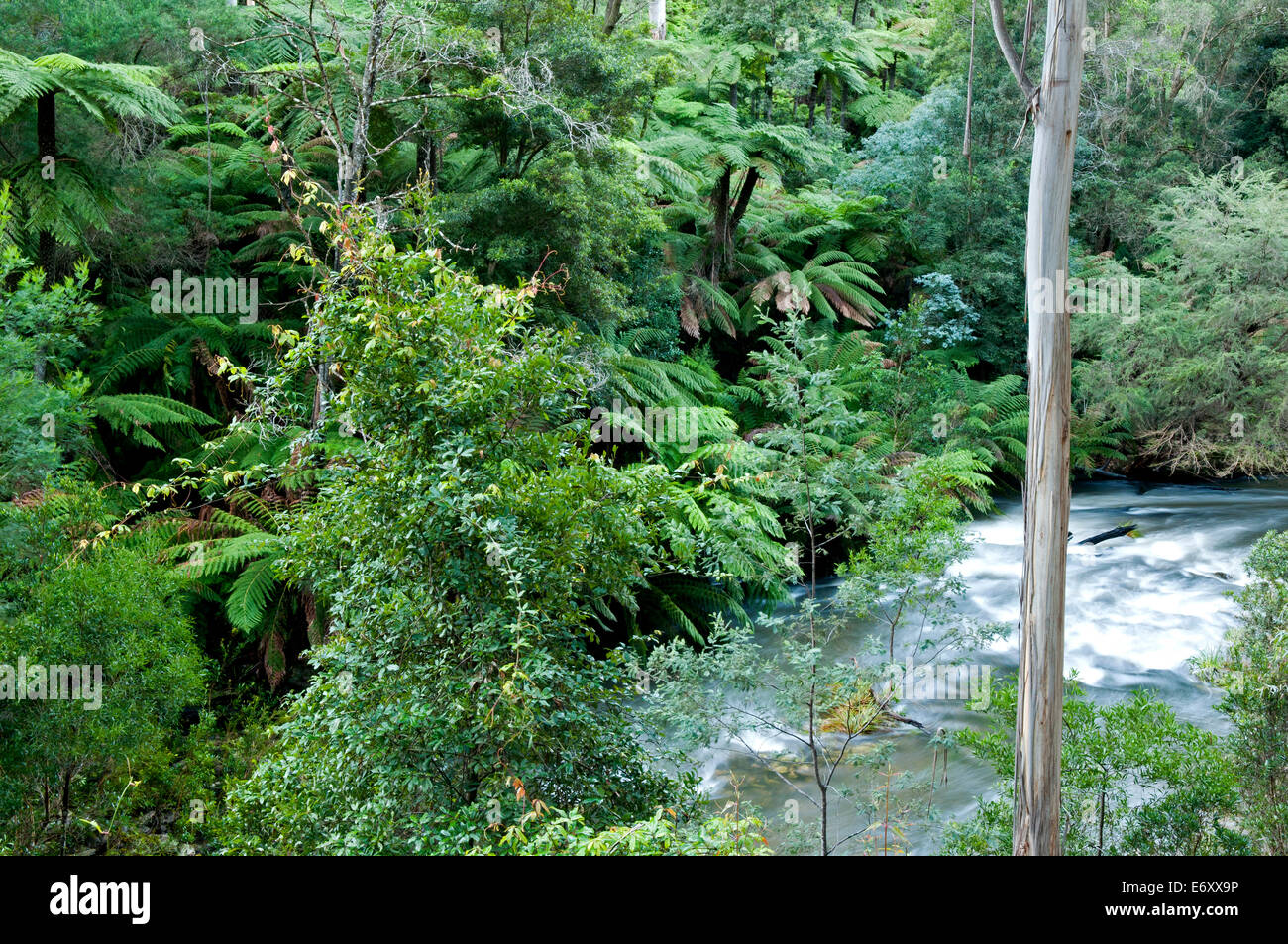 Kühl gemäßigten Regenwald entlang Errinindra River, Errinundra National Park, Victoria, Australien Stockfoto