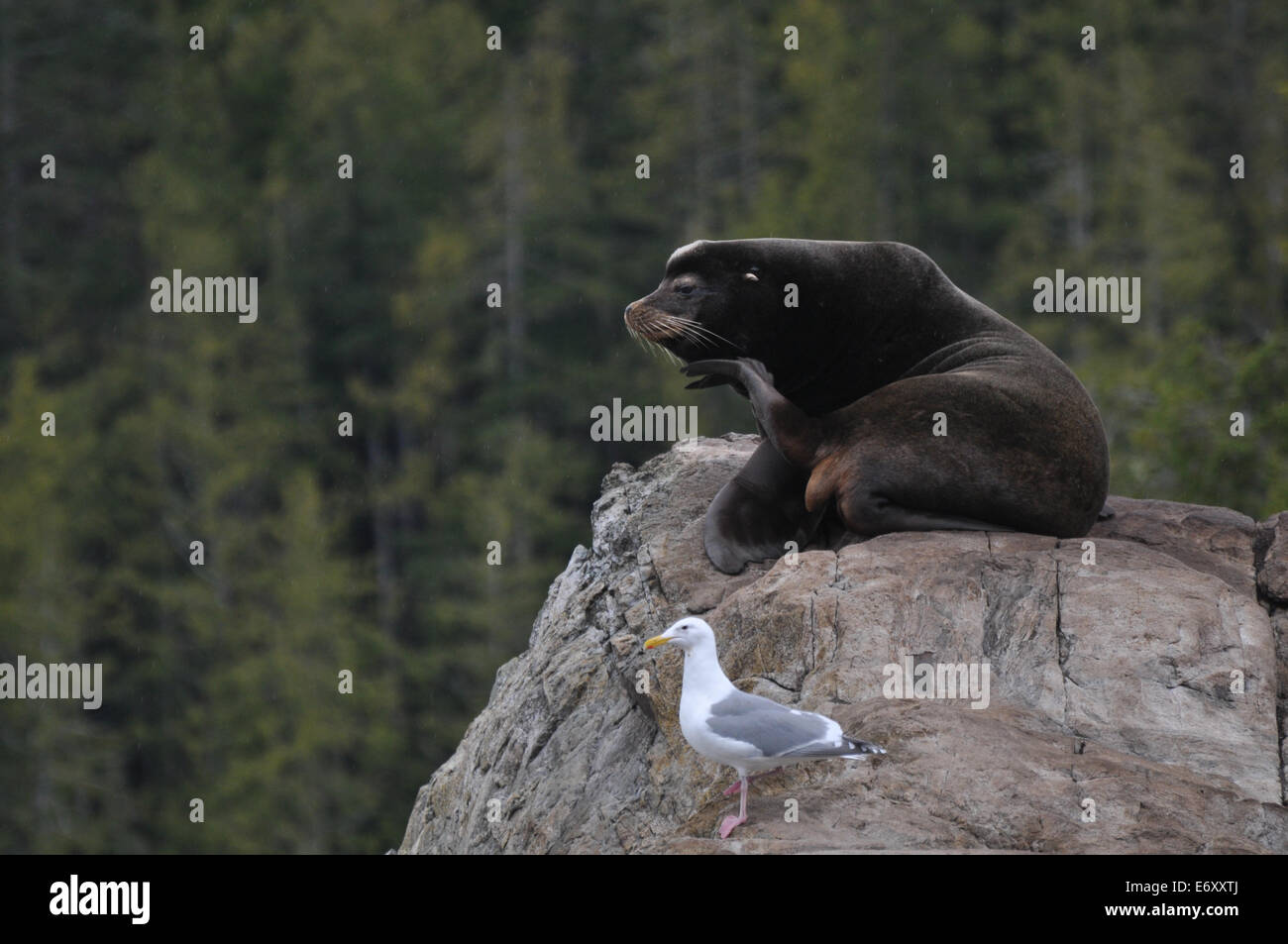 Seelöwen und eine Möwe nebeneinander. Stockfoto