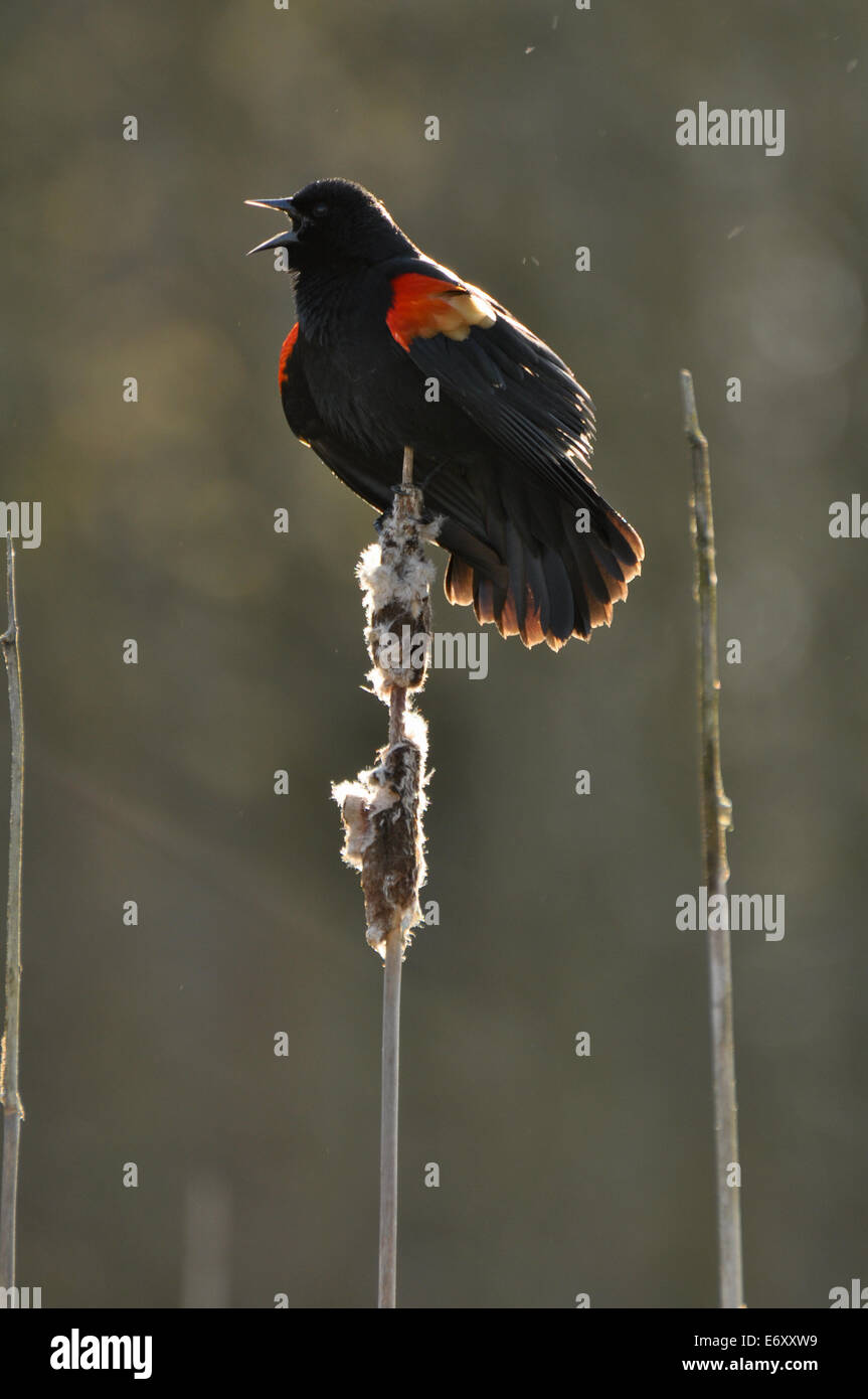 Eine männliche Rotschulterstärling während der Balz. Stockfoto