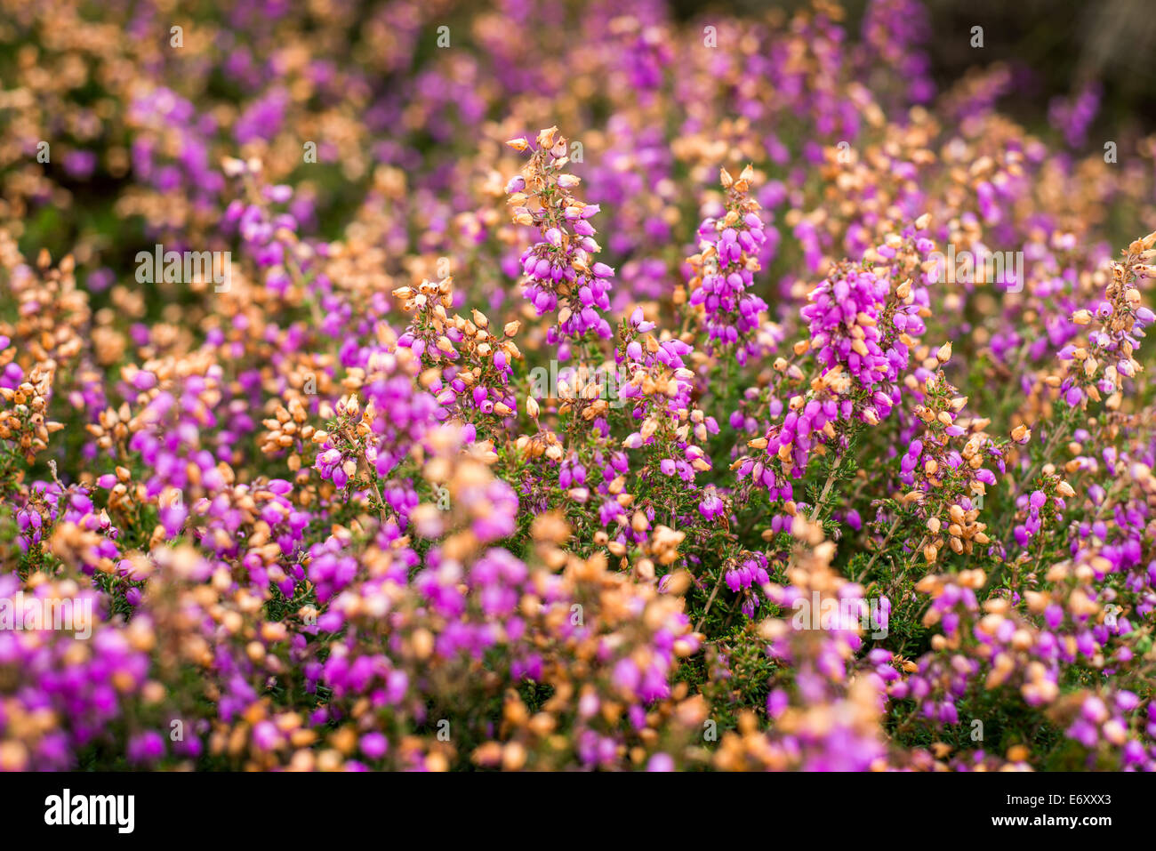 Wiese von lila Heidekraut, Bretagne, Frankreich Stockfotografie - Alamy