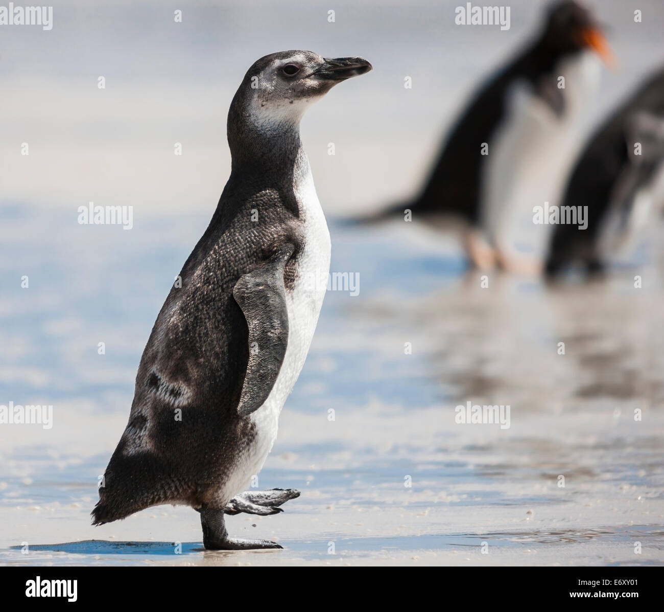 Magellan-Pinguine auf den Falkland-Inseln mit zwei Gento Pinguine in der bokey Stockfoto