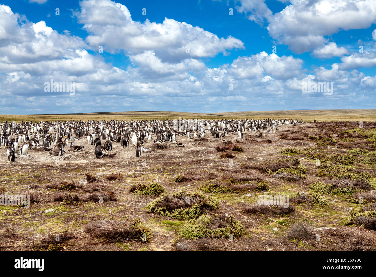 25. Dezember 2011, Brutkolonien von Gento Pinguine in den Norden Küste von East Falkland-Inseln. Stockfoto
