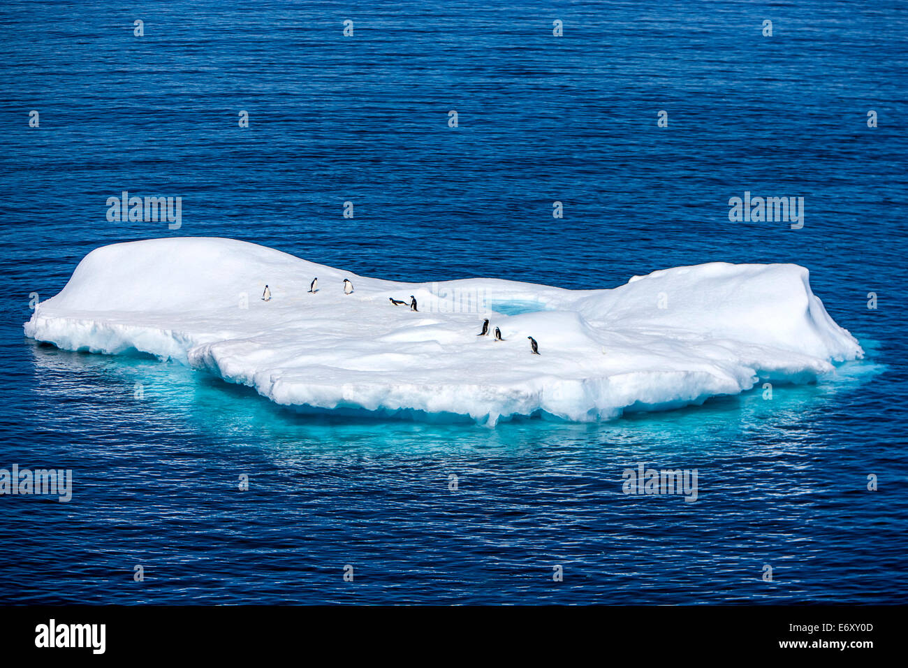 Pinguine auf einem kleinen Eisberg in der Antarktis Stockfoto