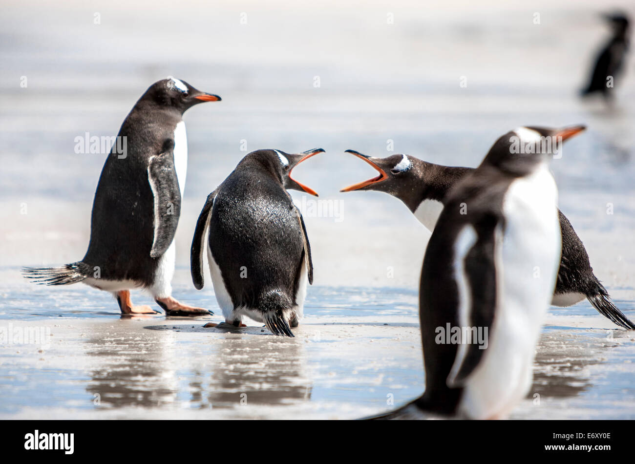 Zwei Pinguine scheinen, am Strand zu diskutieren. Die erste argumentiert stark, die zweite scheint sich nicht zu kümmern, während die dritte Weise ist eine Stockfoto
