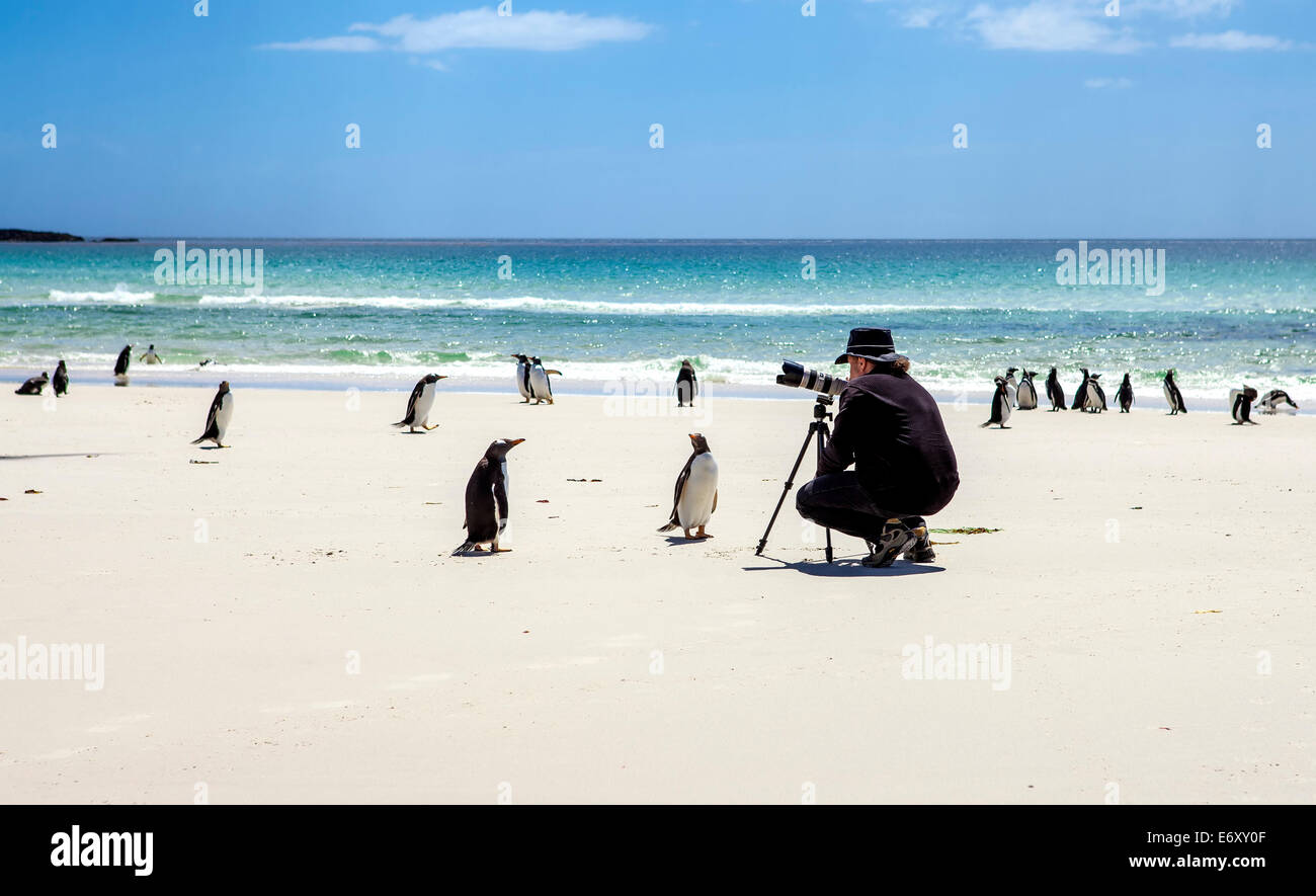 Fotograf am Set mit Pinguinen in den Falkland-Inseln. Ich blieb dort für 45 Minuten, die Pinguine näherte sich langsam, th Stockfoto