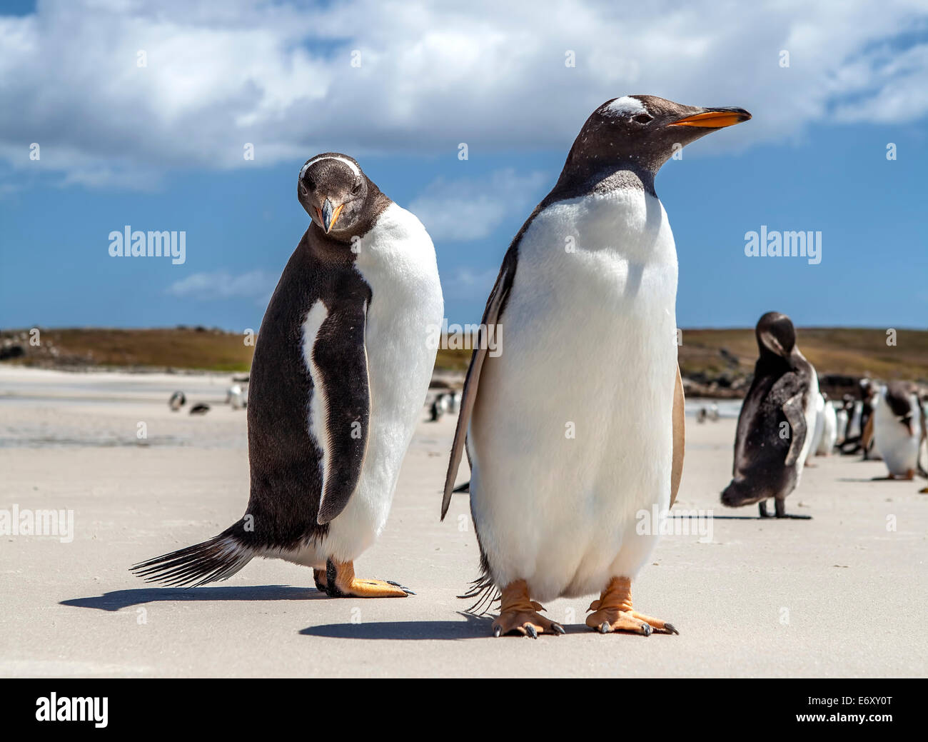 25. Dezember 2011, Gento Pinguine auf den Falklandinseln. North Pond, East Falkland. Stockfoto