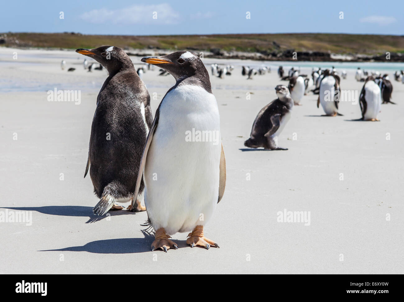 25. Dezember 2011, Gento Pinguine auf den Falklandinseln. North Pond, East Falkland. Stockfoto