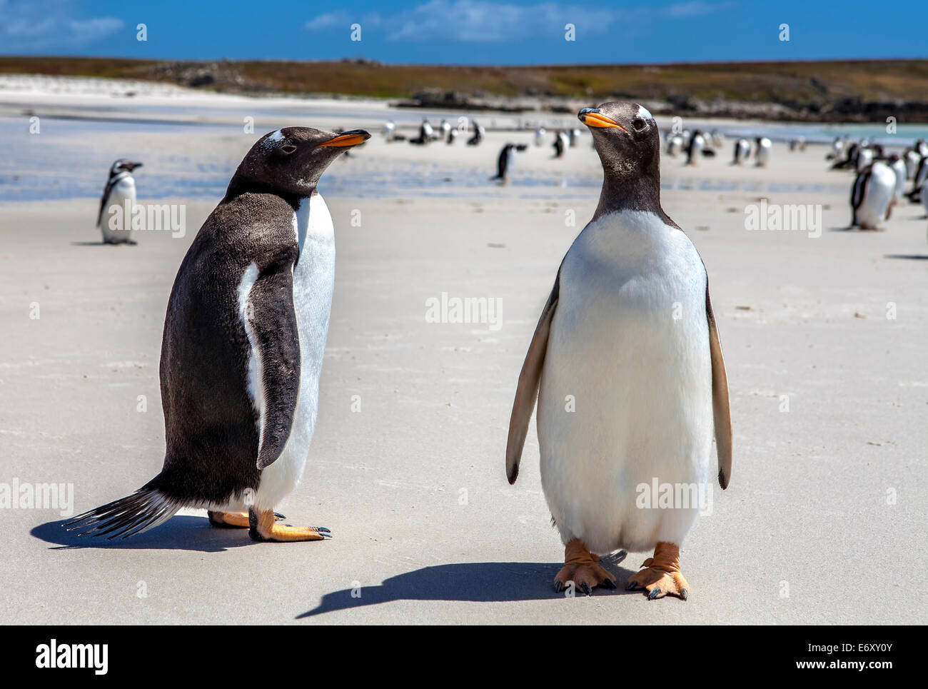 Zwei Gentoo-Pinguine auf den Falkland-Inseln. Am North Pond, im Norden Küste von East Falkland fotografiert. 25. Dezember 2011 Stockfoto