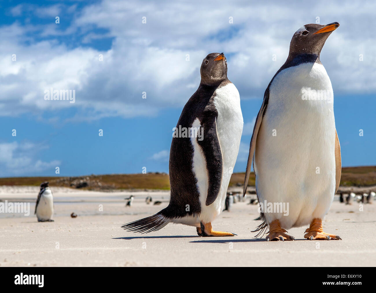 Am North Pond, im Norden Küste von East Falkland fotografiert. 25. Dezember 2011 Stockfoto