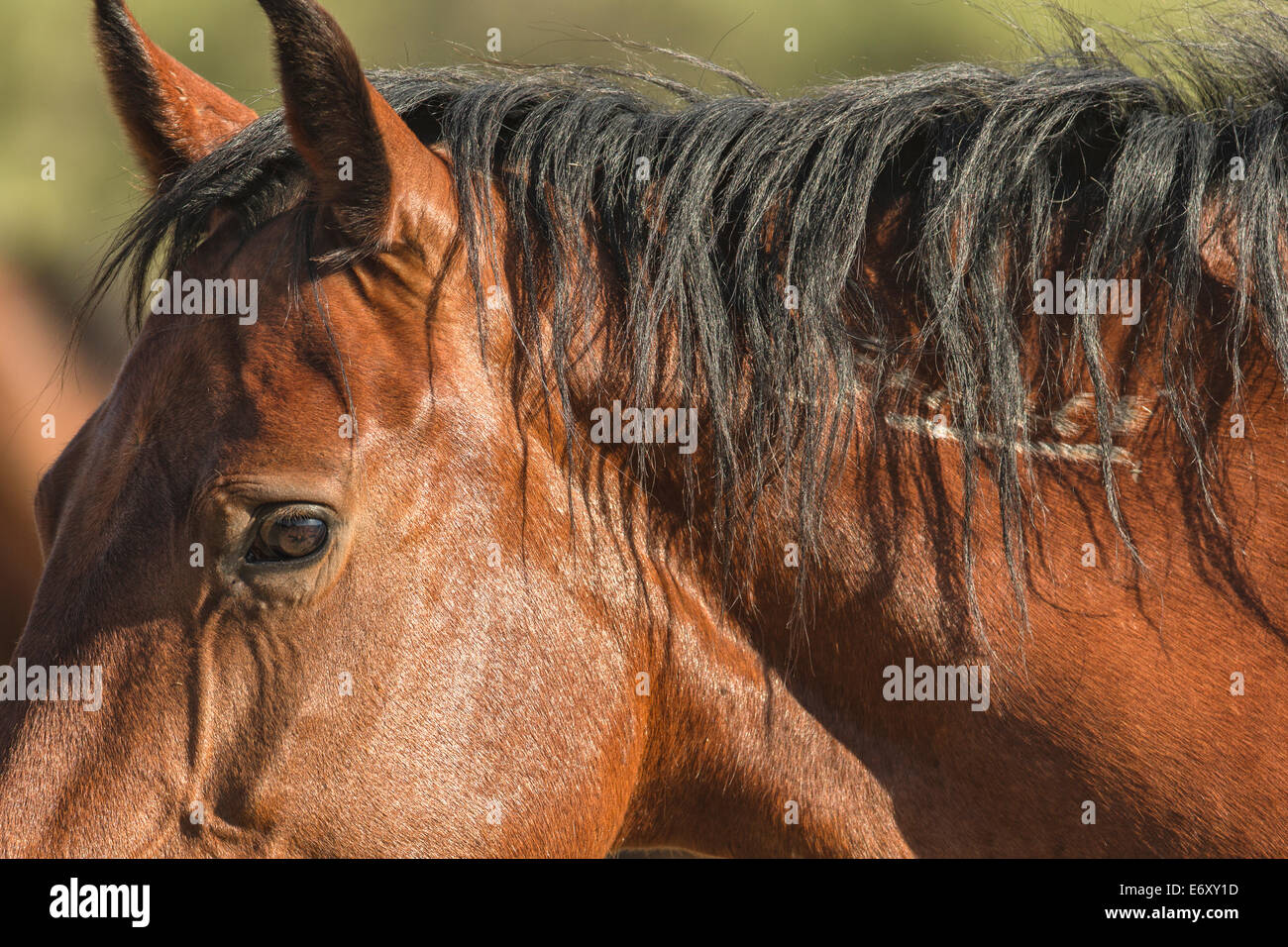 Nummerierte Wildpferd Stockfoto