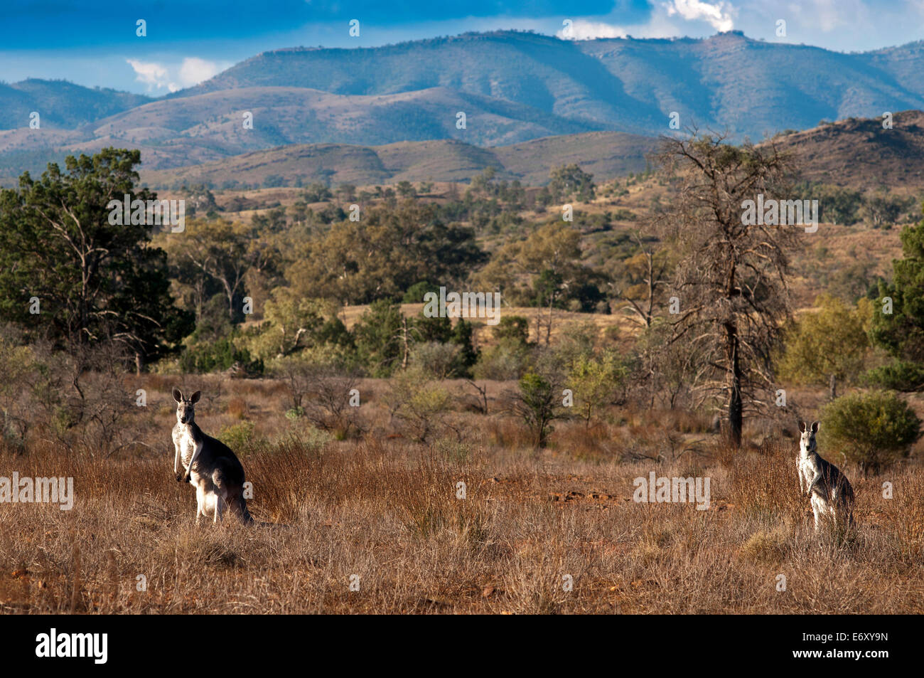 Kängurus im Glas Schlucht, Flinders Ranges, South Australia, Australien Stockfoto