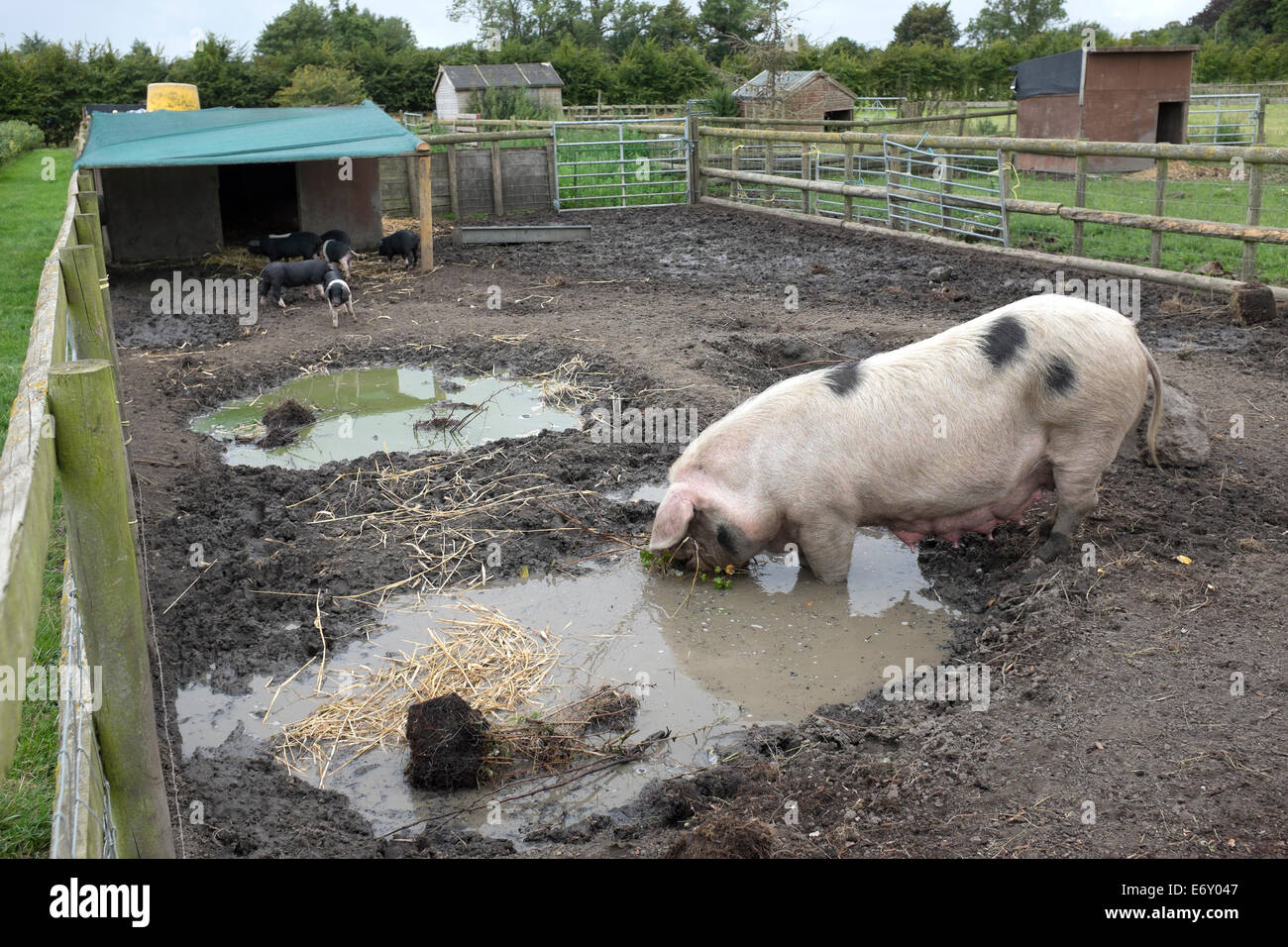 Weibliches Schwein oder Sau Trinkwasser im Stall Stockfoto