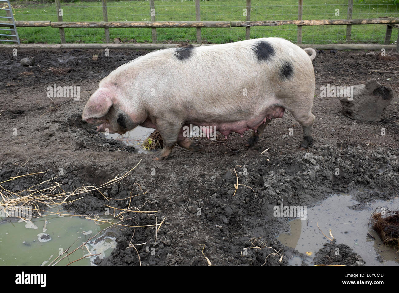 Weibliches Schwein oder Sow Stockfoto