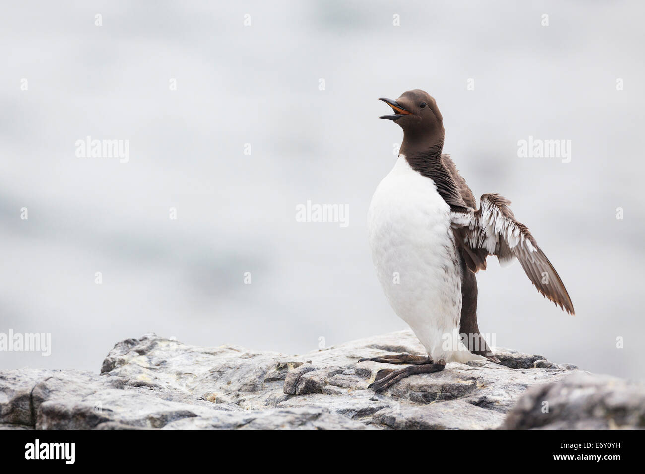 Common Murre (Uria Aalge) dehnen und aufrufen. Farne Inseln. Northumberland. VEREINIGTES KÖNIGREICH. Stockfoto