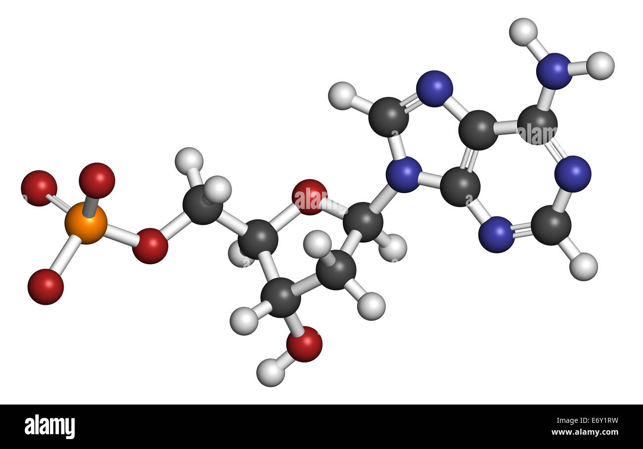 Deoxyadenosine Monophosphate (feucht)-Nukleotid-Molekül. DNA-Baustein. Atome sind als Kugeln mit konventionellen vertreten. Stockfoto