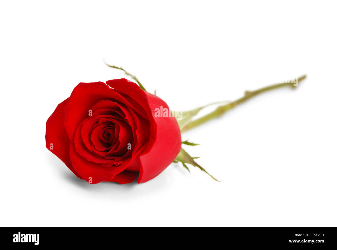 Einzelne rote Rose Festlegung Isolated on White Background. Stockfoto