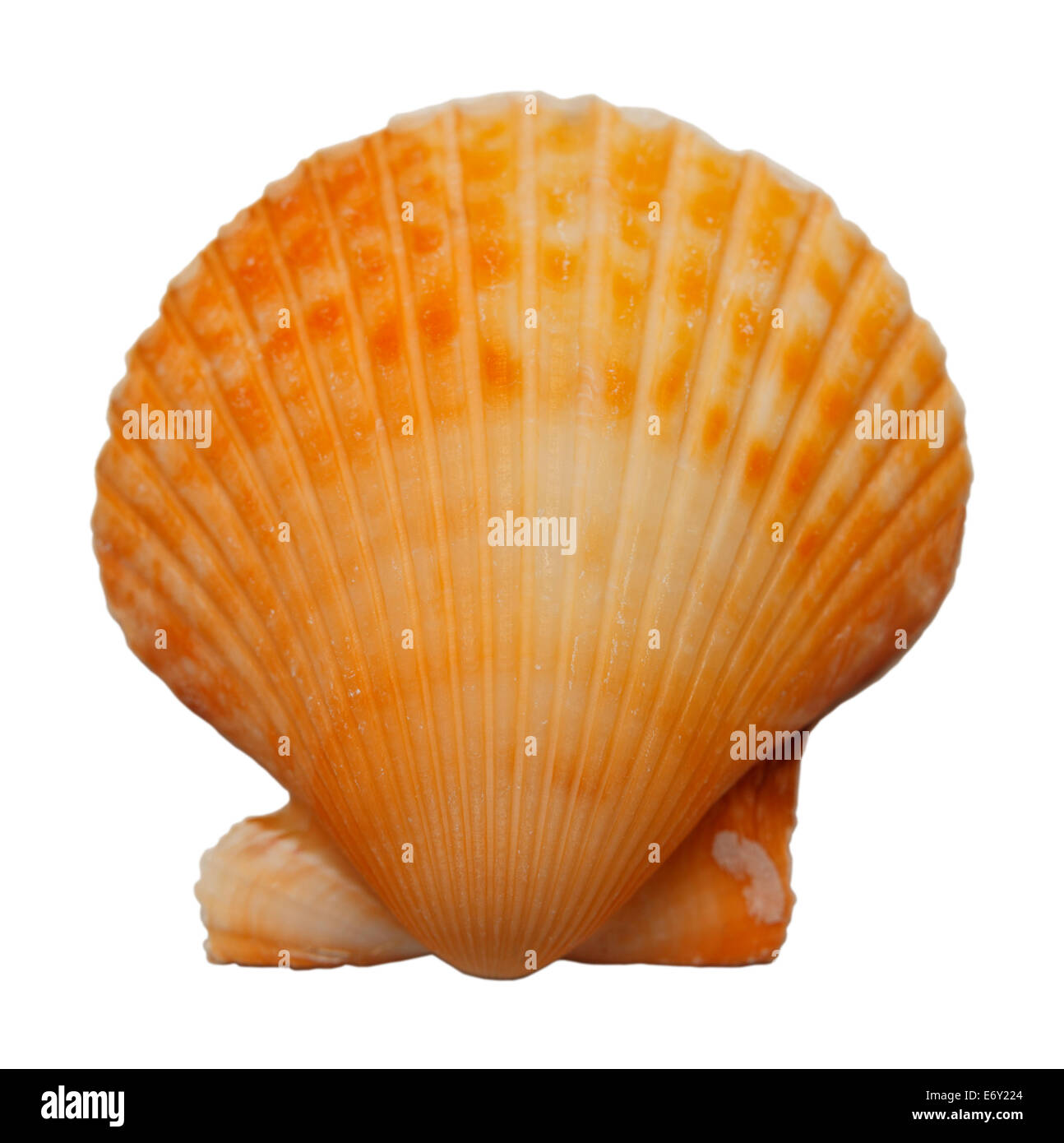 Orange Schale, Isolated on White Background. Stockfoto