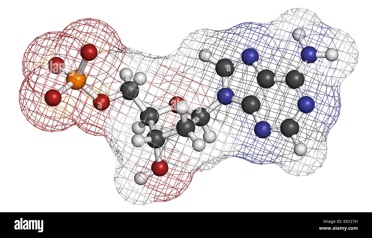 Deoxyadenosine Monophosphate (feucht)-Nukleotid-Molekül. DNA-Baustein. Atome sind als Kugeln mit konventionellen vertreten. Stockfoto