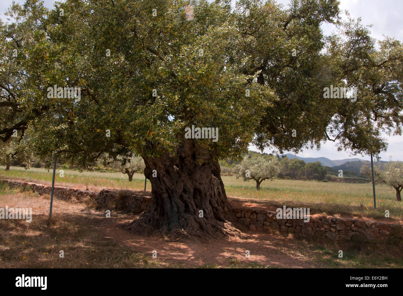 ein 2000 Jahre alter Olivenbaum (Olea Europaea) in der Provinz Valencia, Denkmalschutz, Spanien Stockfoto