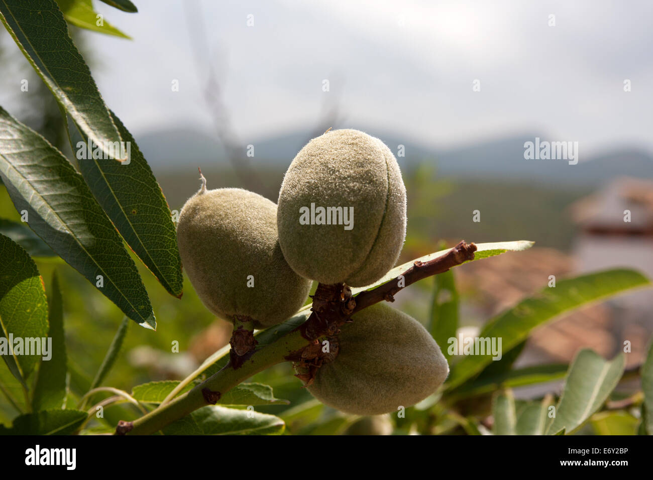 Mandelbaum (Prunus Amygdalus) mit reifen Früchten. Provinz Valencia, Spanien Stockfoto