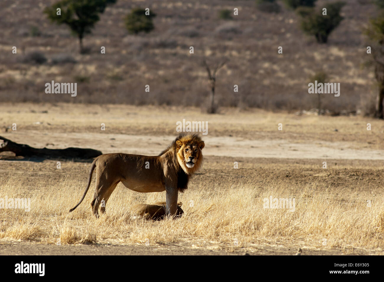 Lions (Panthera leo) auf der offenen Ebene bei Mpayathutlwa Pan, Kgalagadi Transfontier Park, Botswana Stockfoto