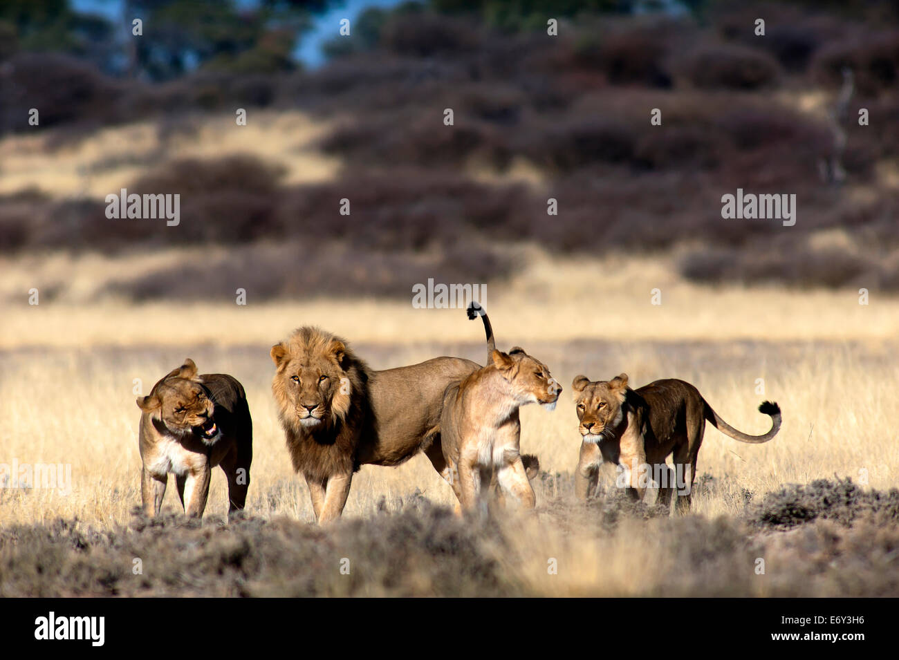 Pride of Lions (Panthera leo) im Mpayathutlwa-Gebiet, Mabuasehube, Kgalagadi Transfontier Park, Botswana Stockfoto