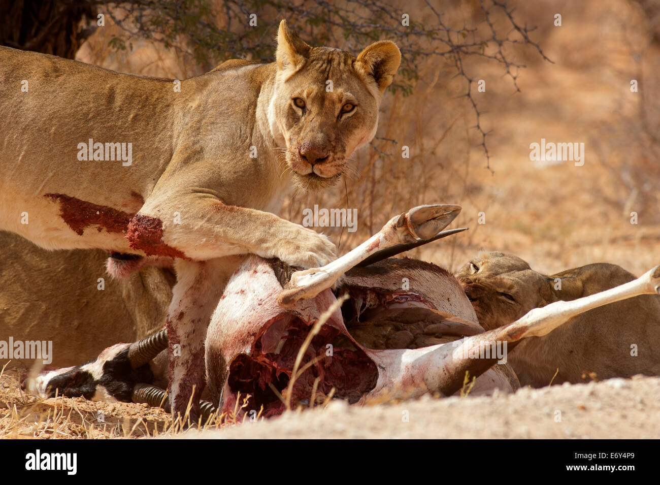 Löwin (Panthera leo) mit Beute, Kgalagadi Transfontier Park, Südafrika Stockfoto